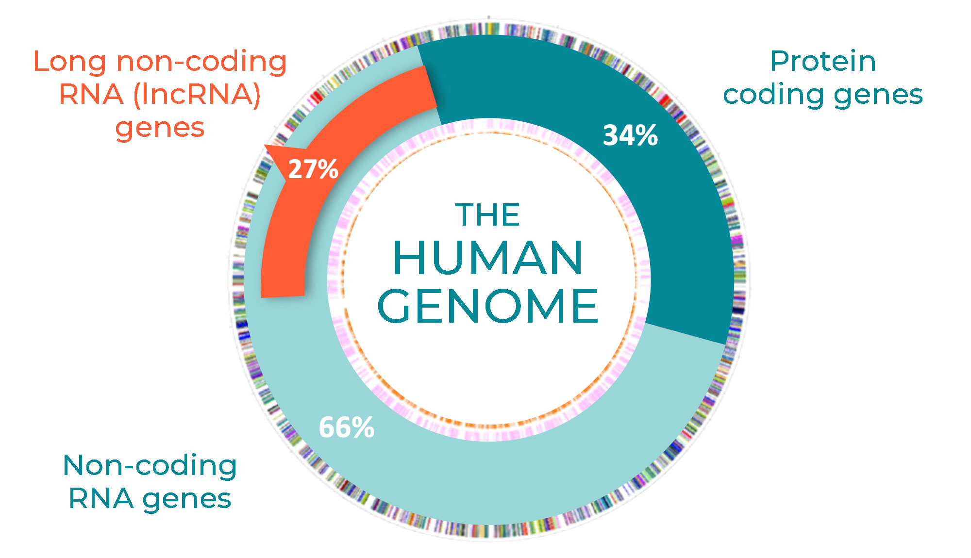 LncRNAs-Graphic
